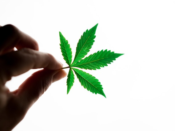 Zoom sur le cannabis thérapeutique
